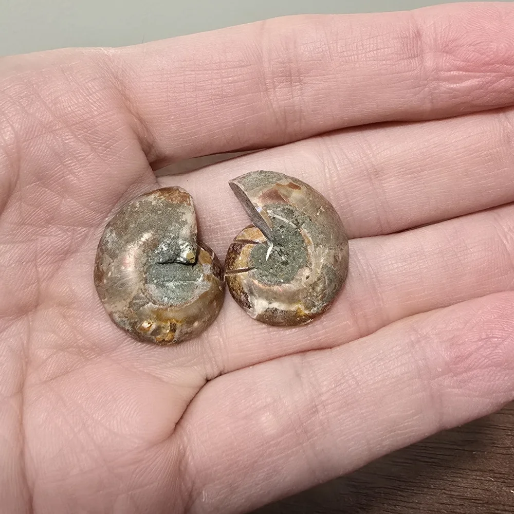 Ammonite Crystal Fossils #B - Picture 3 of 5